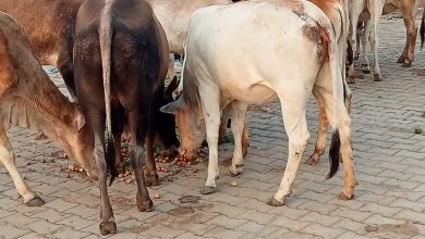 Photo of गायों की सेवा करो, रोज नवाओ शीश 