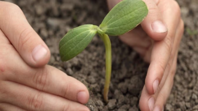 Photo of यूपी कल बनाएगा 25 करोड़ पौधे रोपने का रिकॉर्ड