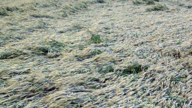 Photo of  फसलों की बर्बादी पर सिर्फ 19 हजार किसानों को मिलेगा मुआवजा