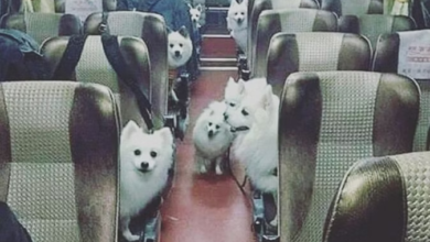 Photo of  पालतू जानवरों के साथ ट्रेन में कर सकेंगे सफर