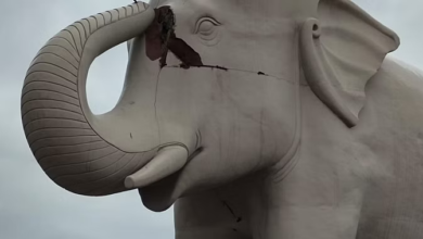 Photo of हाथी पर गिरी आकाशीय बिजली, मूर्ति का अगला हिस्सा हुआ क्षतिग्रस्त