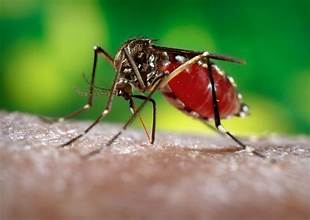 Photo of यूपी में डेंगू के बढ़ते मामलों ने बढ़ाई टेंशन