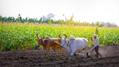 Photo of मोदी सरकार का यूपी के किसानों को बड़ा तोहफा