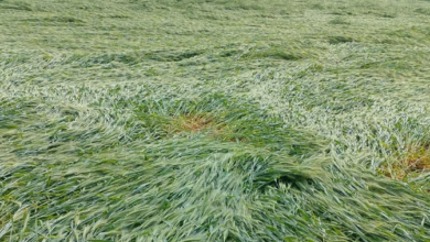 Photo of खेतों में गिरी गेहूं की फसल, सरसों को भी नुकसान